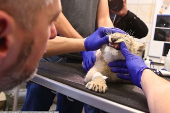 Weterynarze zarobią więcej. Podwyżka o jedną trzecią