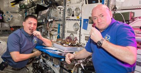Sałata, która urosła w kosmosie. Astronauci z NASA oceniają jej smak
