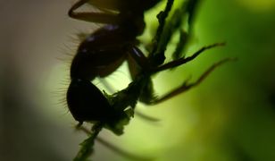 Tylko dla osób o mocnych nerwach: mrówka w ułamku sekundy staje się... grzybem