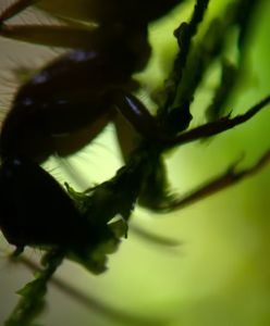 Tylko dla osób o mocnych nerwach: mrówka w ułamku sekundy staje się... grzybem