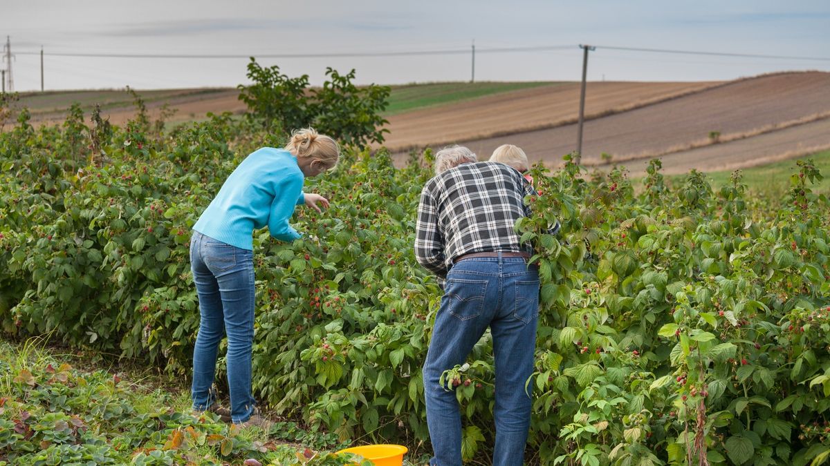 Obcokrajowcy coraz częściej płacą ZUS. Odkłada na starość już blisko pół miliona