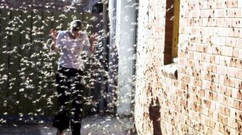 Szarańcza w miejscowości Dubbo