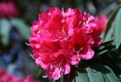 Rododendron: uprawa i pielęgnacja. Azalie w ogrodzie