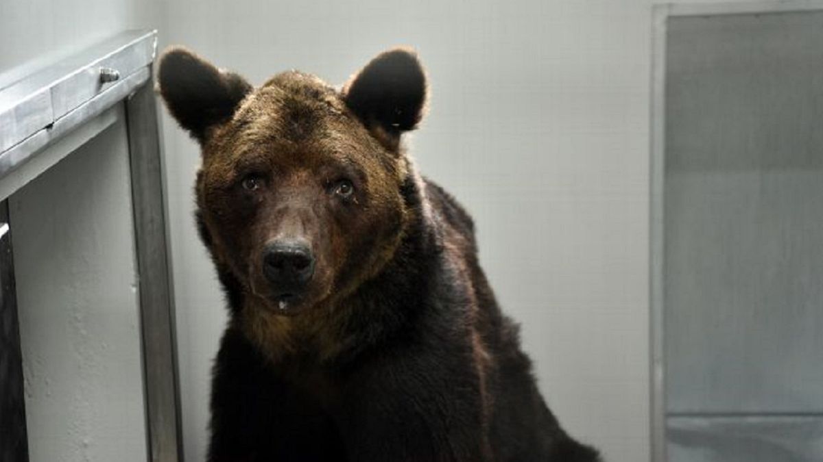 Stary niedźwiedź Mischa został oddany do schroniska niedługo przed swoją śmiercią.