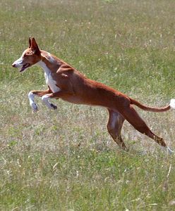 Pies uratował 2-letnią dziewczynkę. Ogrzewał ją całą noc