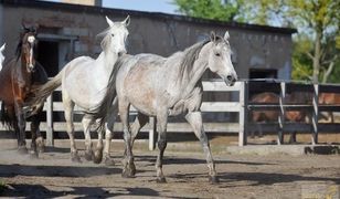 Dolny Śląsk. Koronawirus. Fundacja Centaurus prosi o pomoc dla końskiego azylu