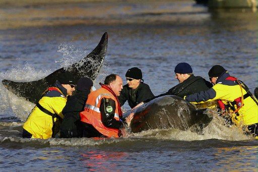 Najsłynniejsze kaczki dziennikarskie. Rozpoznasz je?