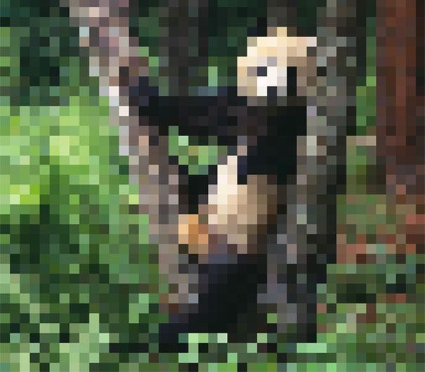 Panda wielka - 1864 przedstawicieli gatunku