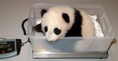 Pandy z próbówki