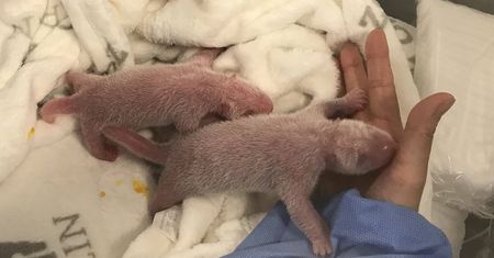 Niemcy przeszczęśliwi. Podwójne narodziny pand w berlińskim zoo