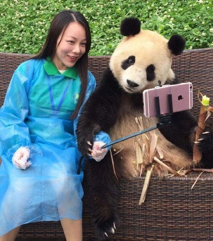 Panda, która robi idealne selfie