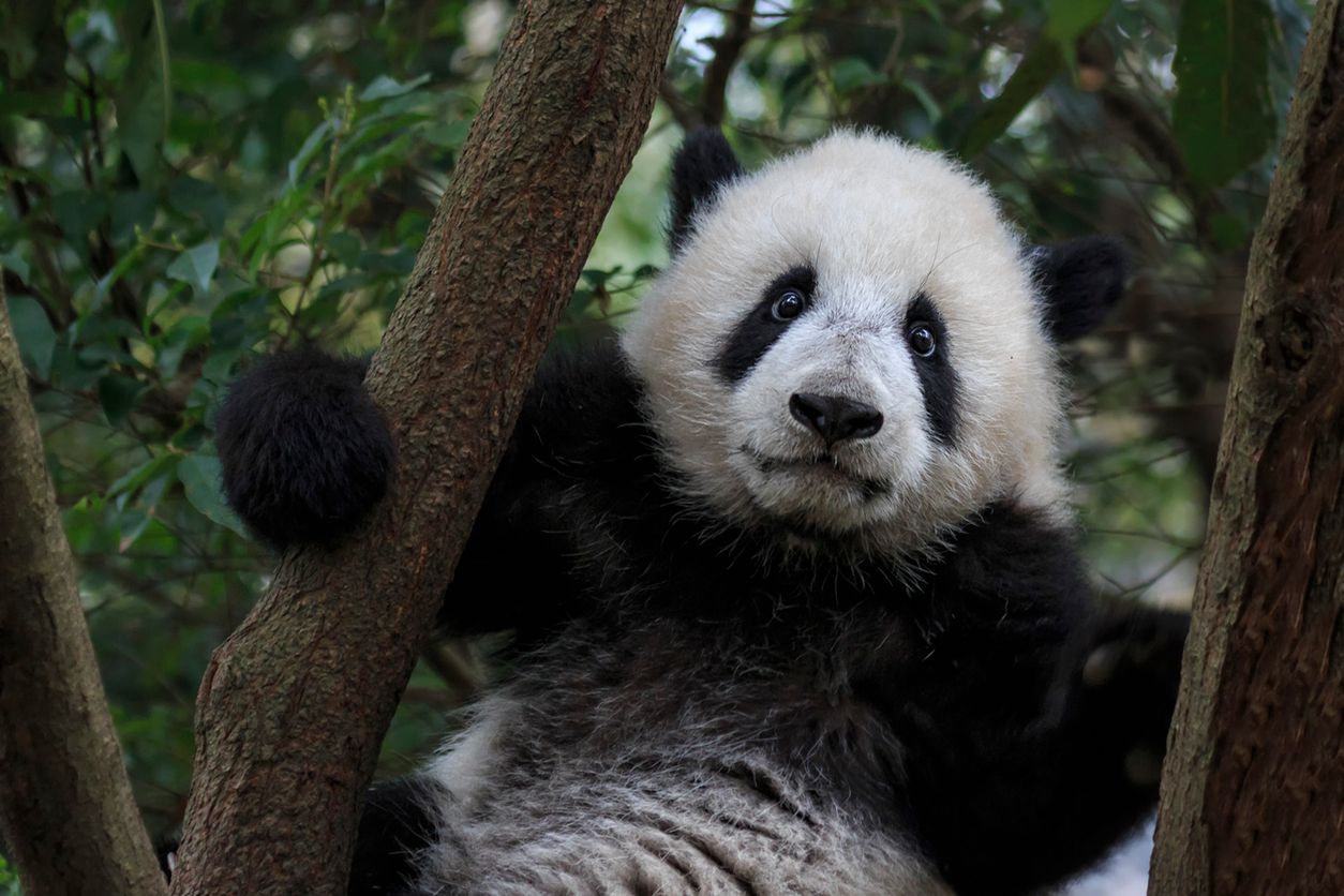 Chiny przeznaczyły 1,5 mld dolarów na budowę nowego rezerwatu dla pand