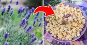 Lawenda nie tylko w ogródku! Niezastąpiona przy robieniu ciastek, lemoniady czy popcornu