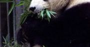 Nie żyje najstarsza panda trzymana w niewoli