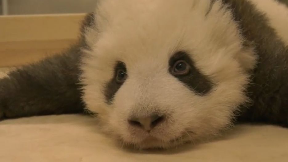 Panda z berlińskiego ZOO walczy z czkawką tuż przed snem