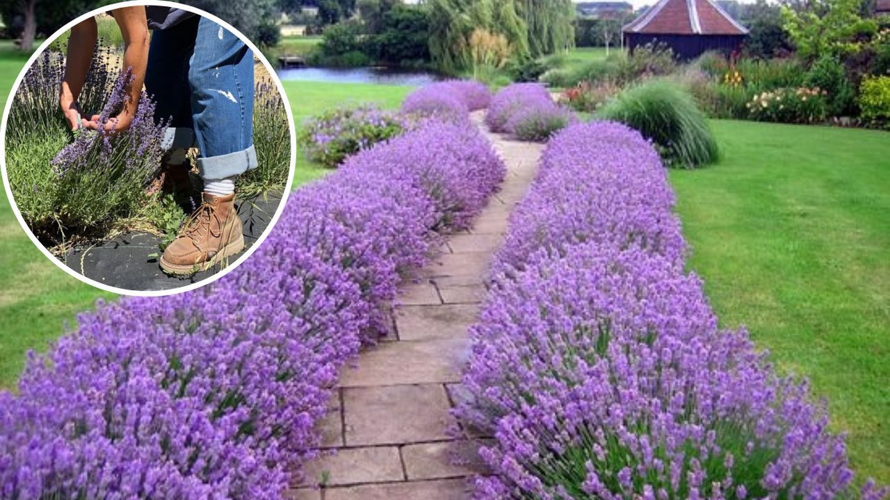 How to Trim Lavender to Get a Dense Plant with Lots of Flowers?