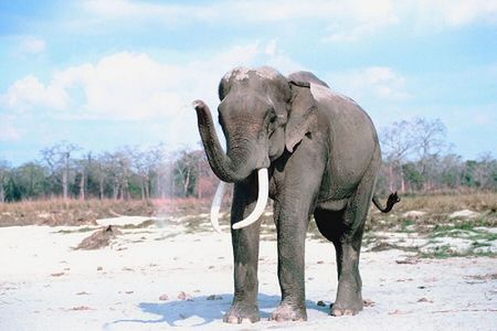 Zakaz wjazdu dla słoni