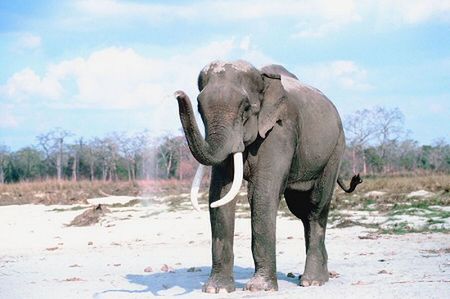 Zakaz wjazdu dla słoni