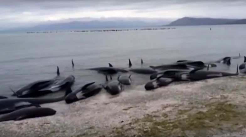 300 martwych wielorybów na plaży w Nowej Zelandii 