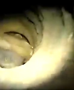 Indie. Dwulatek wpadł do wąskiej studni. Tragiczny finał 80-godzinnej akcji ratunkowej