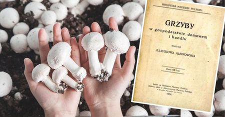 Jak uprawiać pieczarki w ogrodzie? Metoda z 1916 roku daje plony przez pół roku