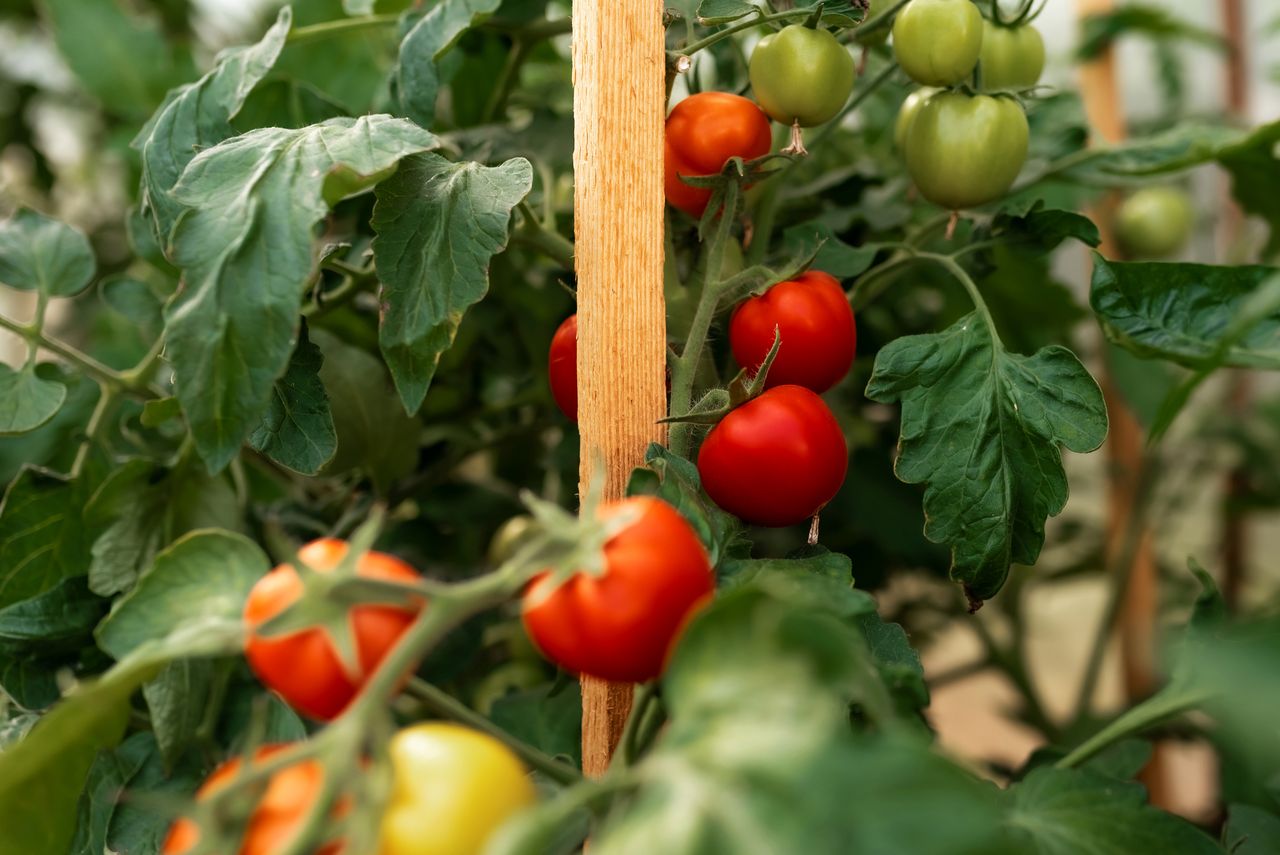 Fresh juicy tomatoes ripening in a greenhouse. Ecological cultivation. Food, vegetables, agriculture. Selective focus and noise. Shallow depth of field on the tomatoes