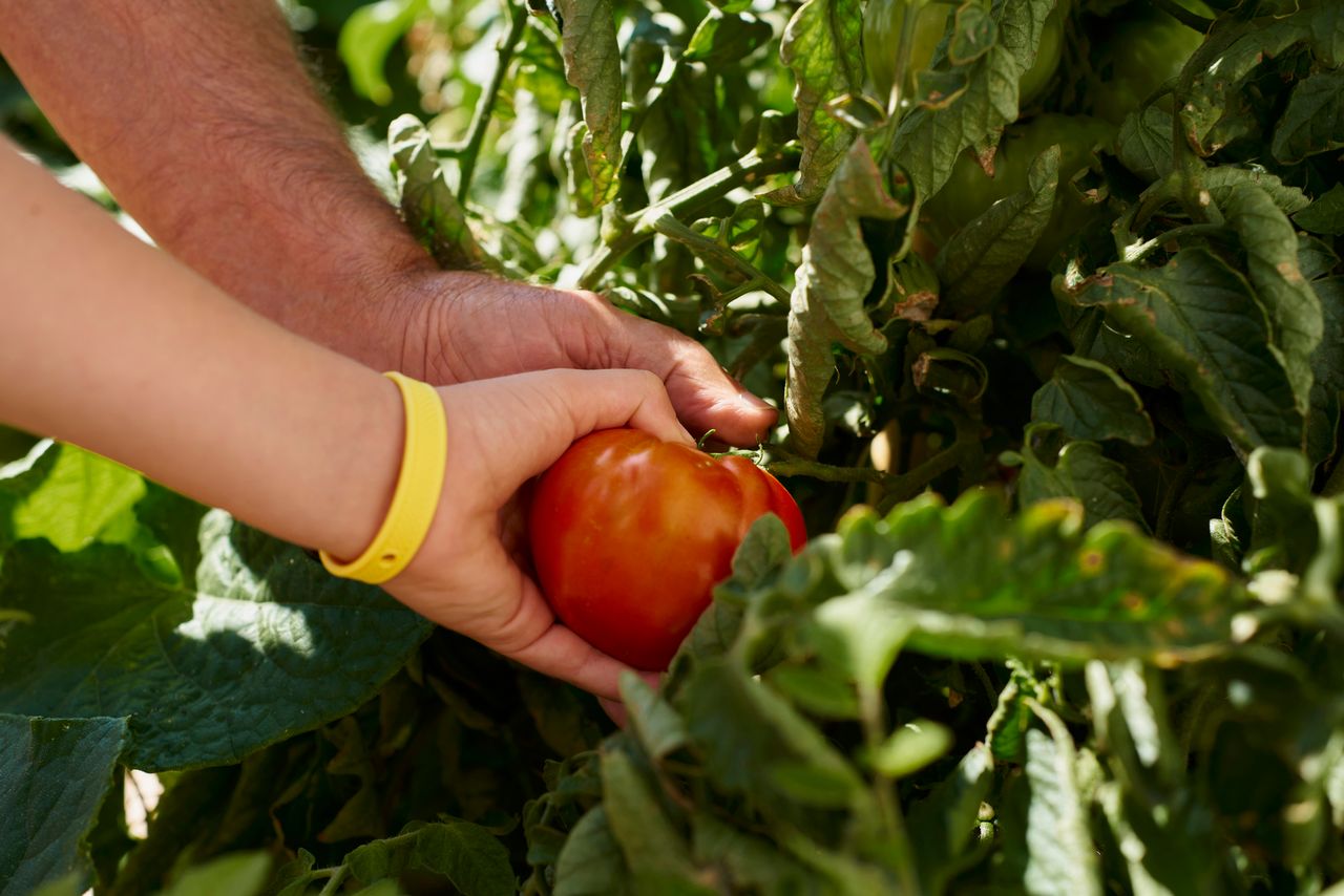close up of adult and child hand taking a fruit from a tomato plant