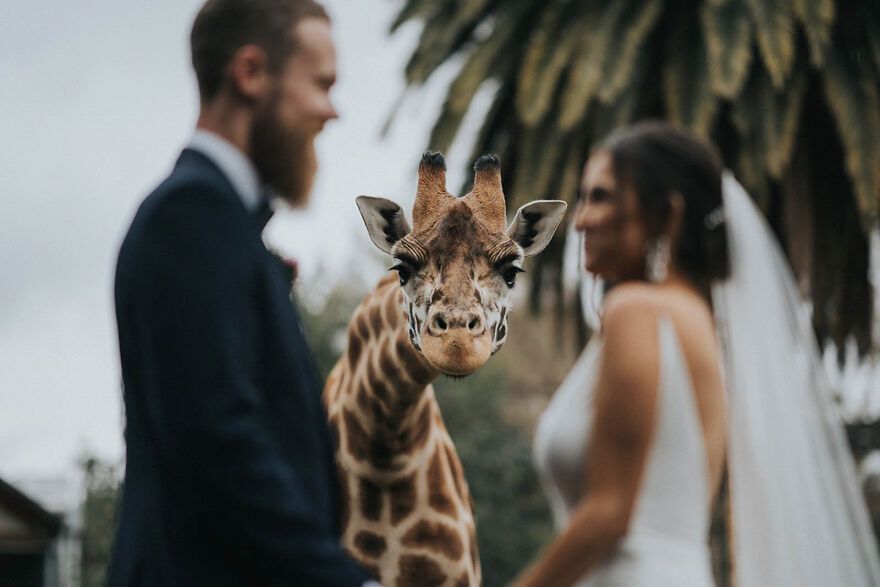 junebugweddings/Instagram