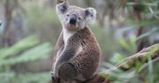 Rok 2015, Australia wciąż na potęgę zakazuje sprzedaży gier dla dorosłych