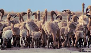 "Nasza planeta": Mały flaming poruszył widzów na całym świecie