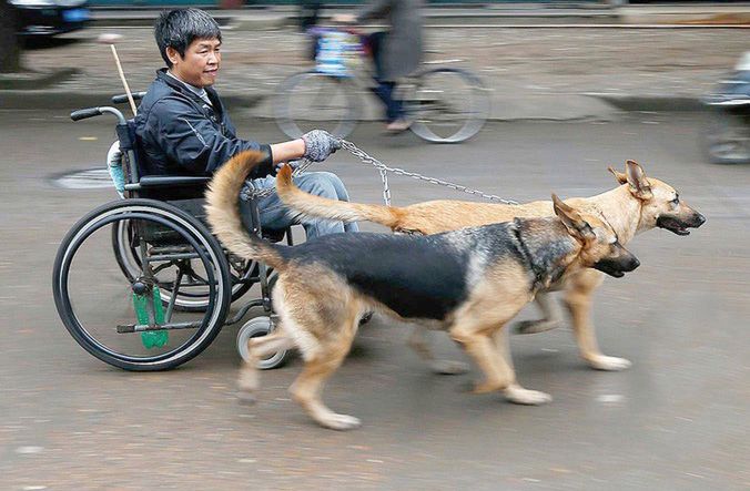 Psy zastępują mu nogi