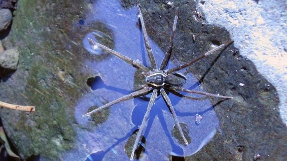 Dolomedes briangreenei