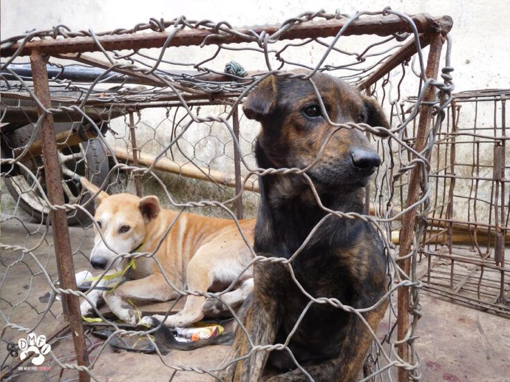 Indonezyjskie prowincje zapowiedziały koniec handlu psim mięsem 
