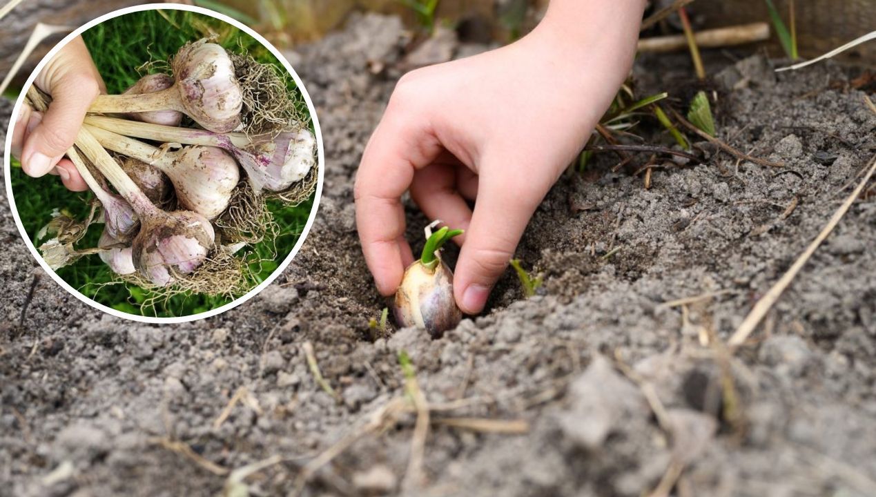 Zapisz tę datę w kalendarzu – właśnie wtedy najlepiej posadzić czosnek w tym roku!