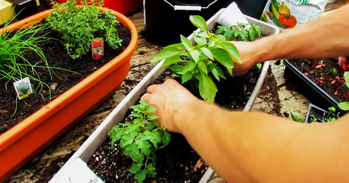 5 Big Reasons Why You Should Start Growing Herbs at Home. Take Care of the Planet and Your Health!