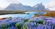 Islandia. Poznaj miejsce, w którym nie ma komarów