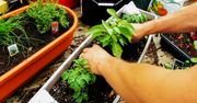 5 ważnych powodów, które przekonają Cię do uprawy ziół w domu. Zadbaj o środowisko i zdrowie