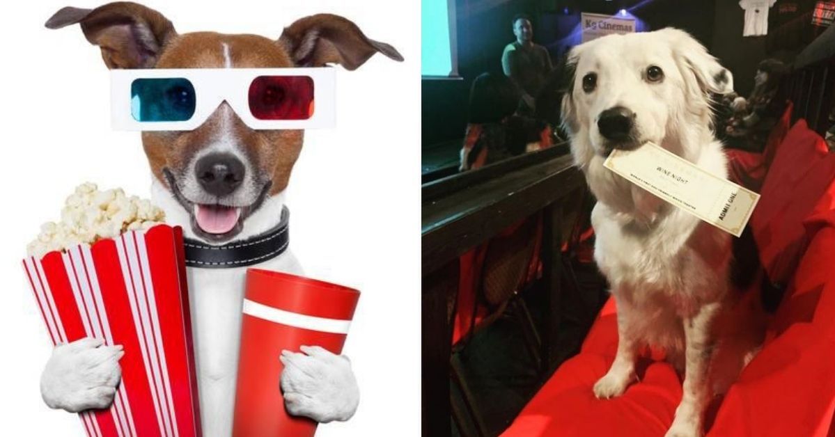 It’s the World’s First Cinema Where You Can Come With Your Dog