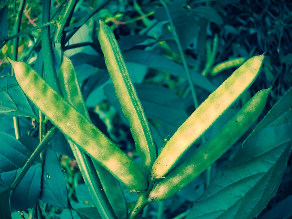 Guma guar - co warto wiedzieć o gumie guar?