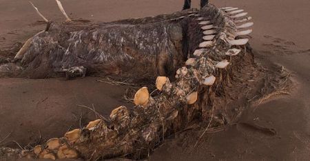 Szkocja. To potwór z Loch Ness? Niesamowite, co odsłonił huragan Ciara