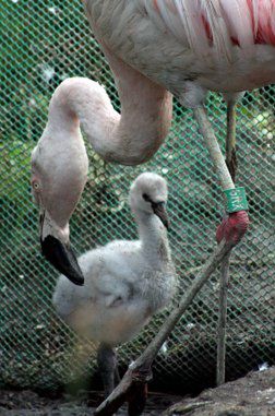 W poznańskim zoo urodził się flaming