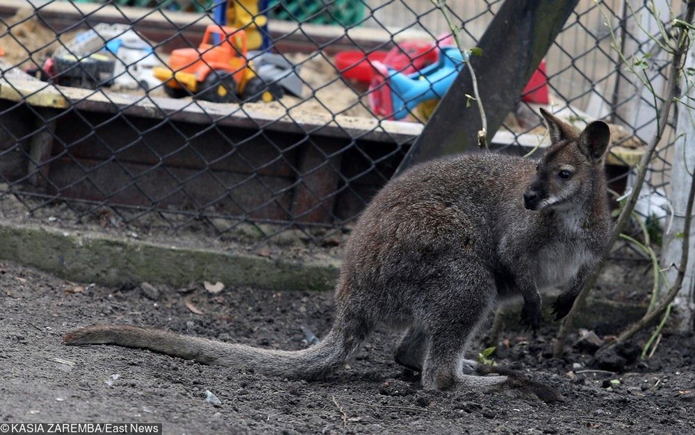 Świętokrzyskie: tragiczny finał poszukiwań kangura. Zwierzę potrącił samochód