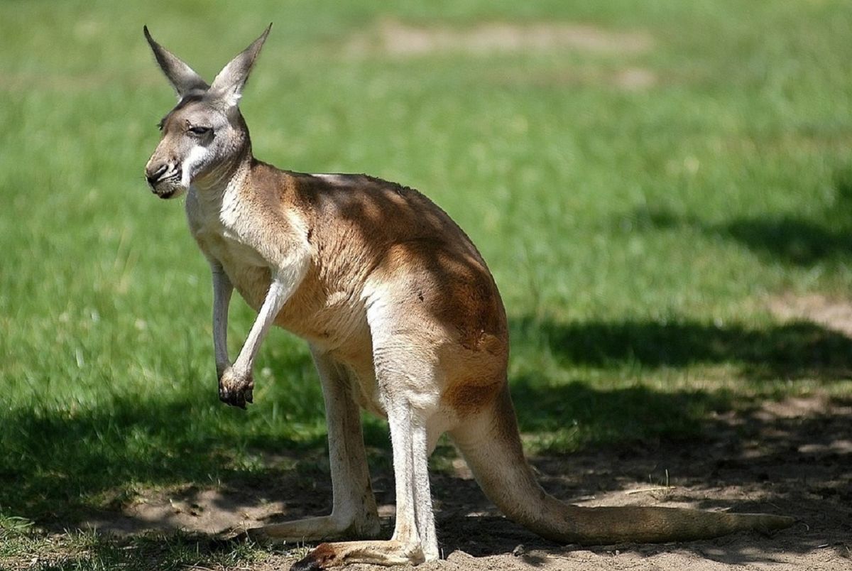Rzeź w Australii. Zgięło 20 kangurów