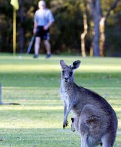 Uwaga na głodne i złe kangury