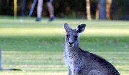 Czym straszyć głodne kangury?