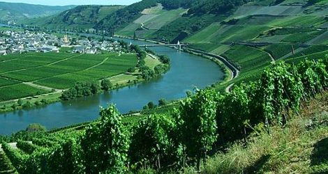 We władzy rieslinga