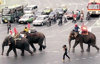 Bangkok poluje na słonie