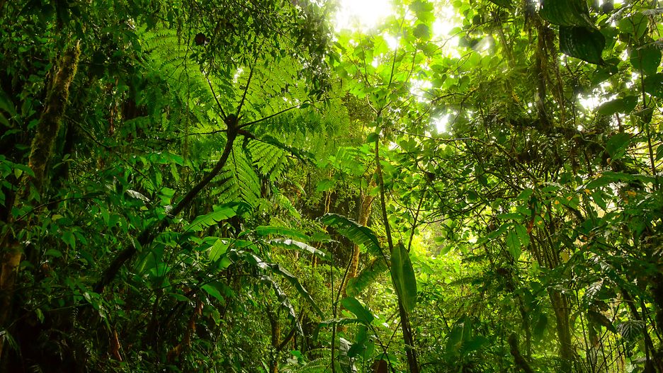 Zaadoptuj drzewo – pomożesz w ochronie przyrody