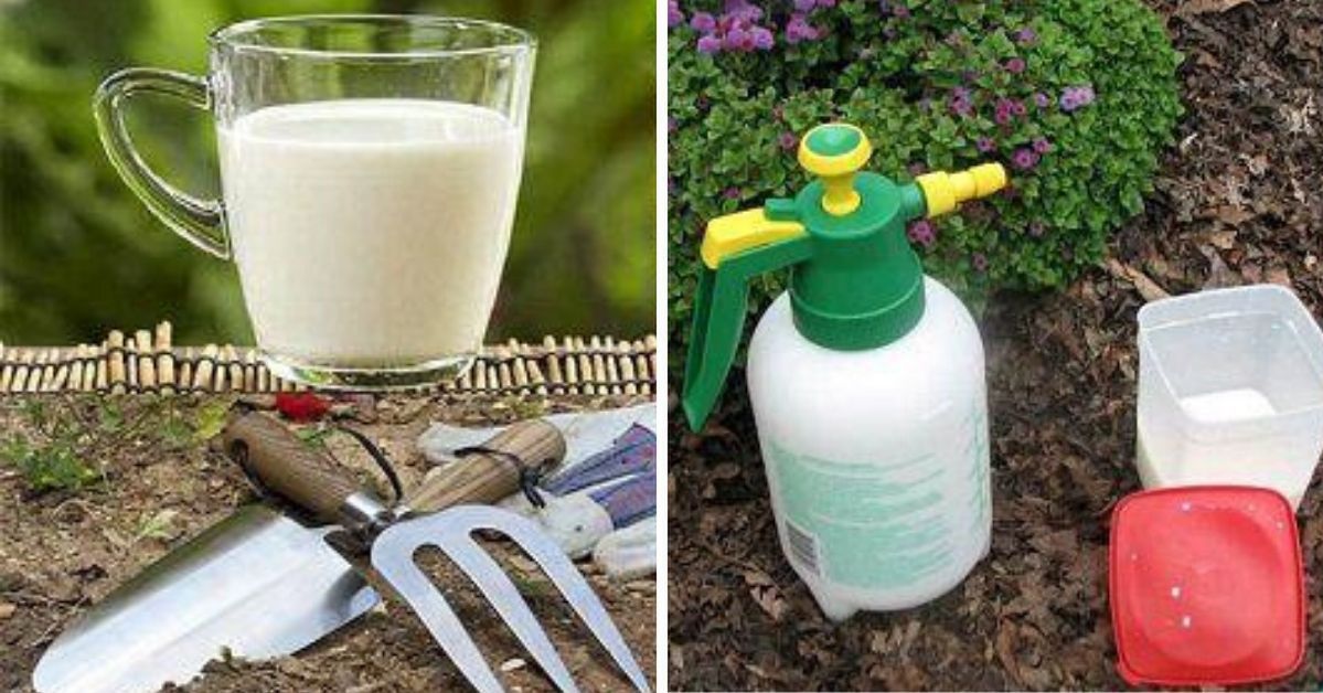 7 Applications of Milk in the Garden. It Has Such Wonderful Influence on the Plants!