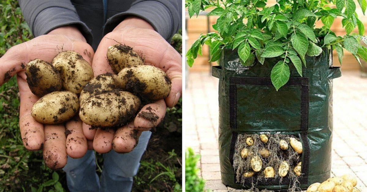 Fantastyczny sposób na uprawę ziemniaków na tarasach i balkonach. Wyhodujesz je w workach!